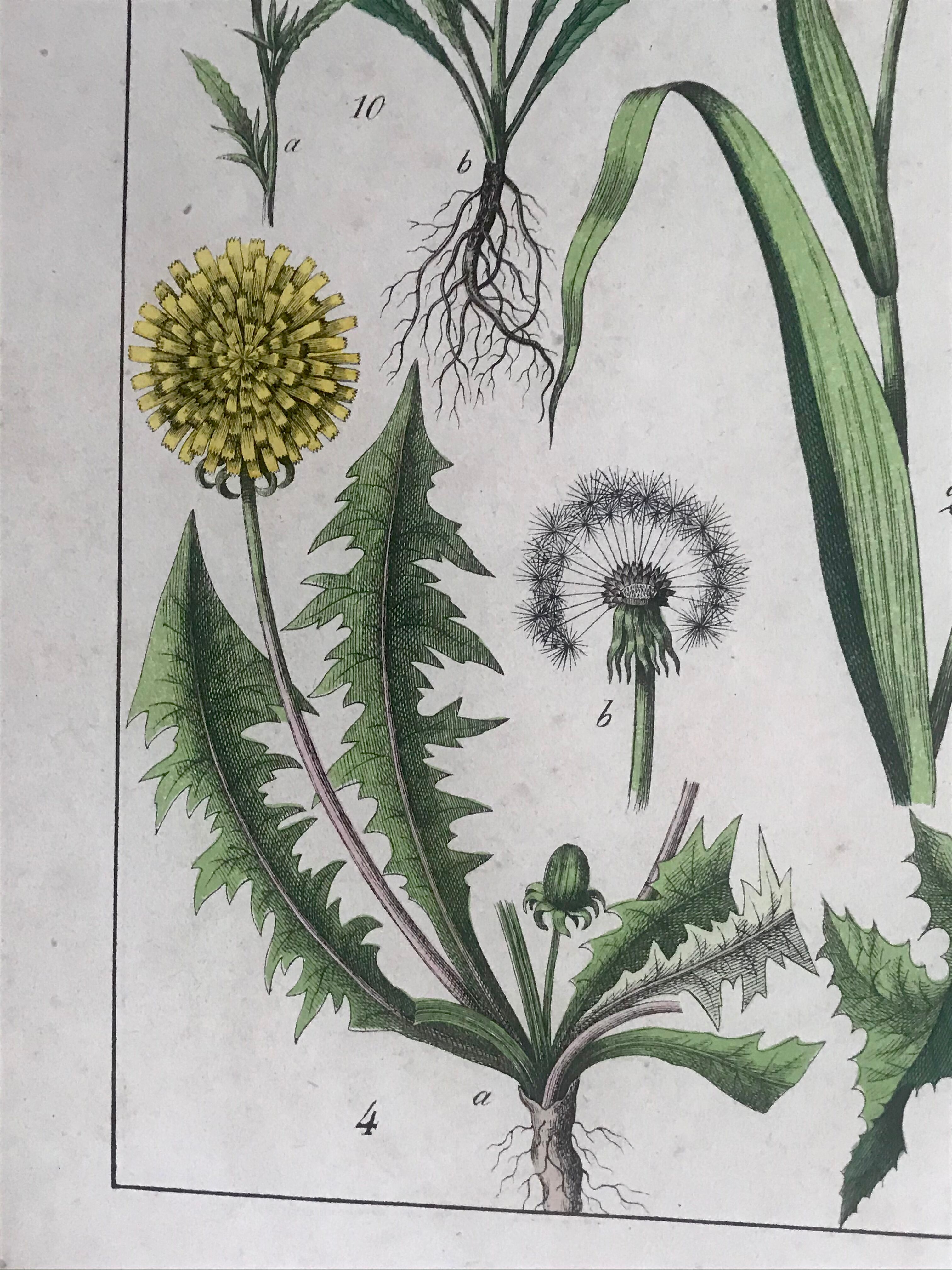 19th 32x42 botanical plank