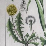19th 32x42 botanical plank