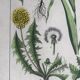 19th 32x42 botanical plank