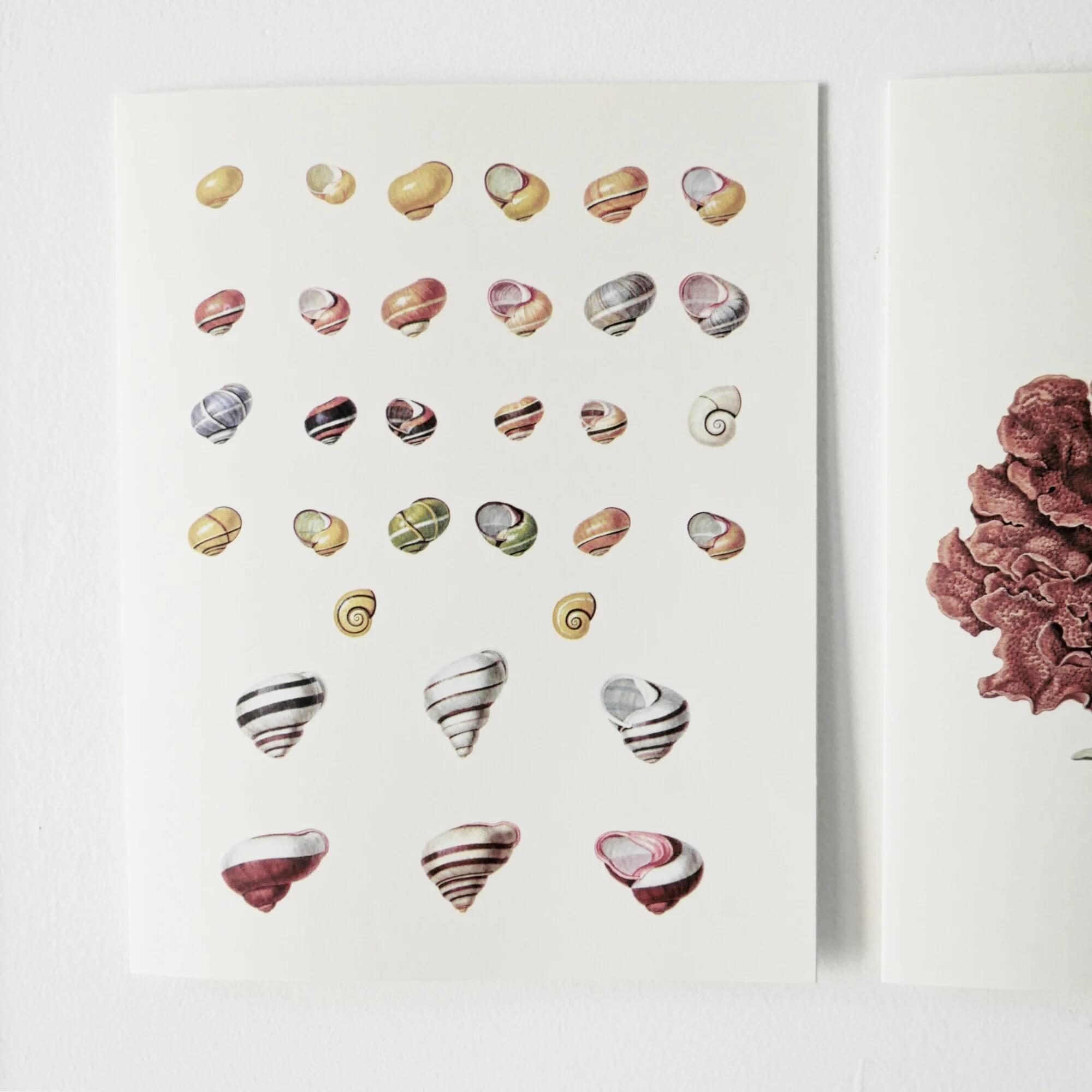 Bestiary plates from the Natural History Museum The snails