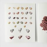 Bestiary plates from the Natural History Museum The snails