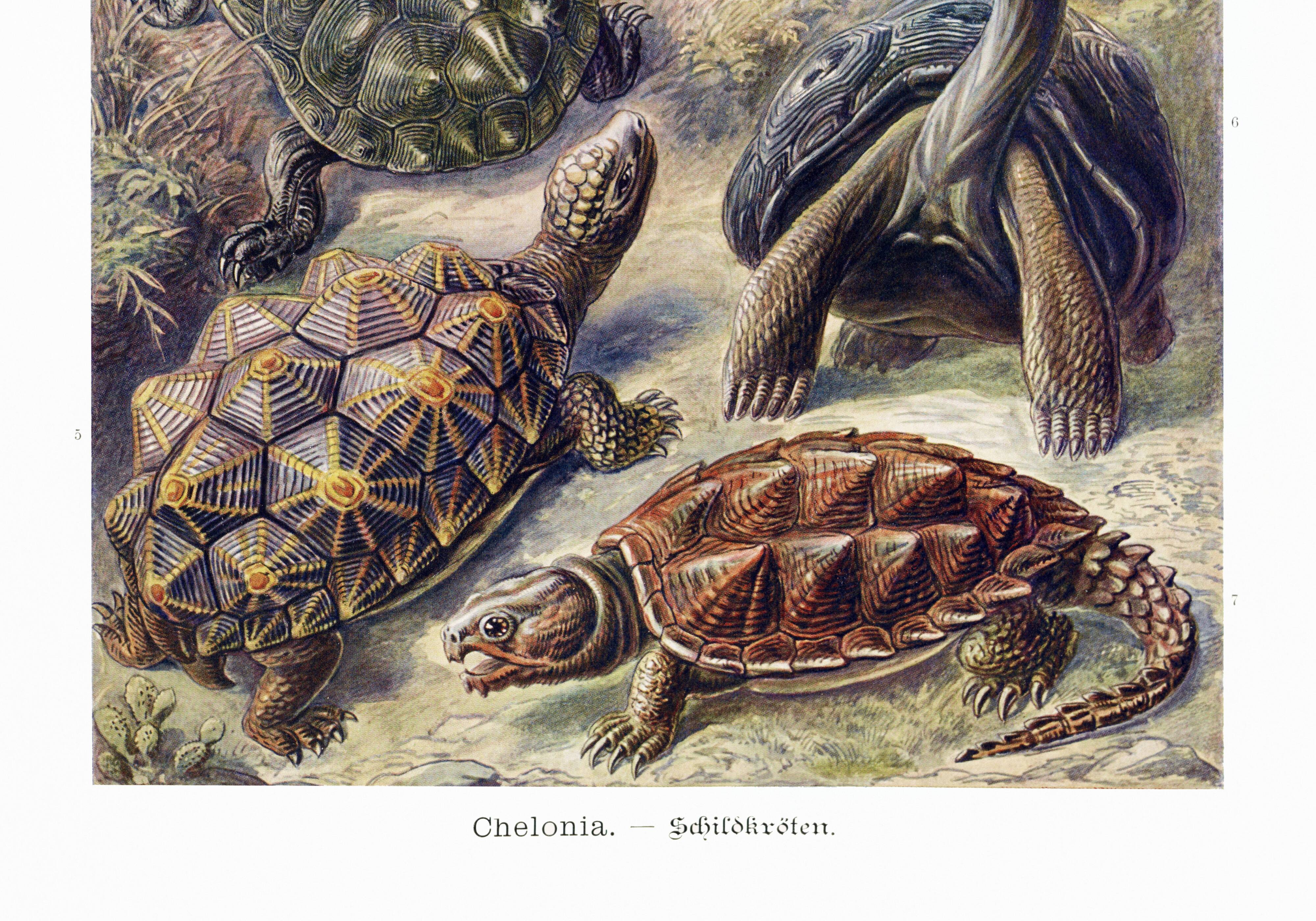 Poster about turtles, based on an old lithograph from 1904.
