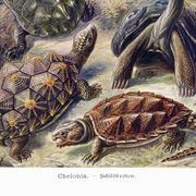 Poster about turtles, based on an old lithograph from 1904.