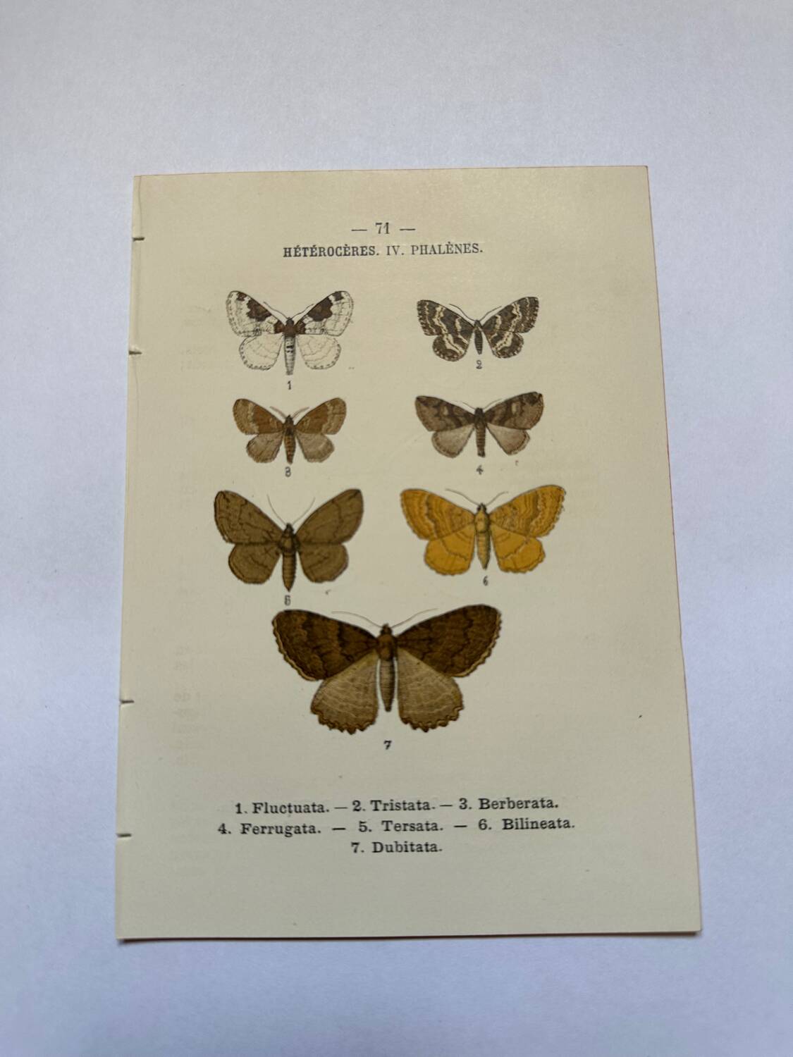 Botanical engraving butterflies double-sided naturalist plate Etching