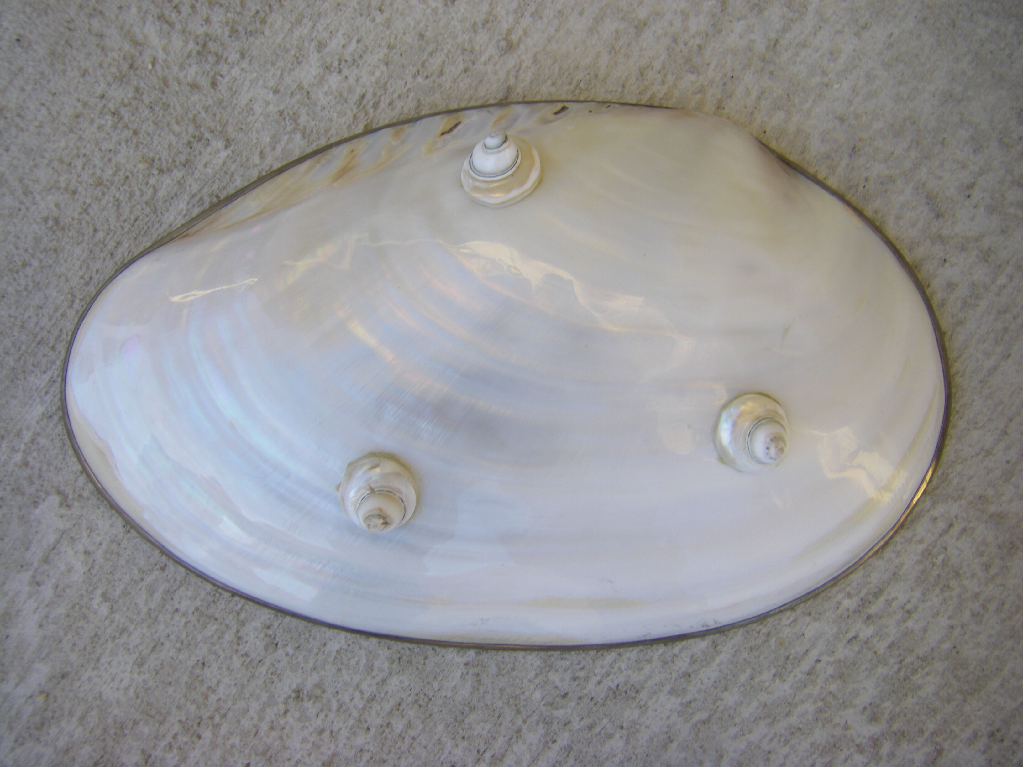 Caviar mother-of-pearl shell