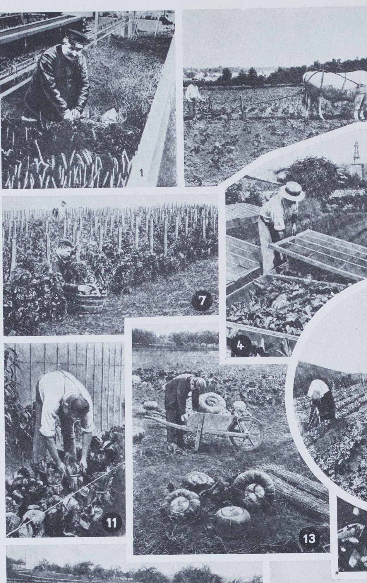 Botanical treasure of the 1930s: illustrated plate of forgotten vegetables.