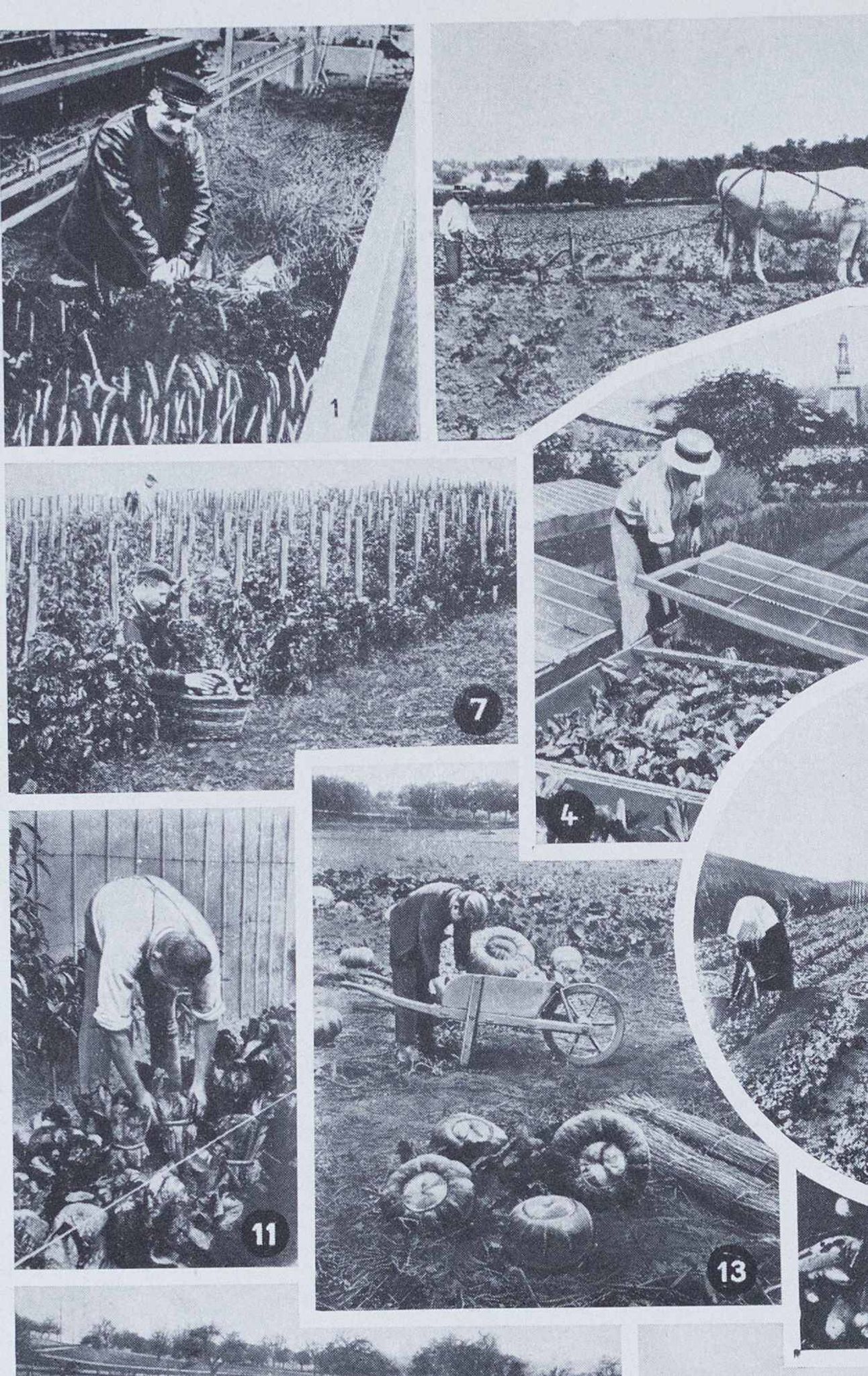 Botanical treasure of the 1930s: illustrated plate of forgotten vegetables.