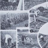 Botanical treasure of the 1930s: illustrated plate of forgotten vegetables.