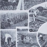 Botanical treasure of the 1930s: illustrated plate of forgotten vegetables.