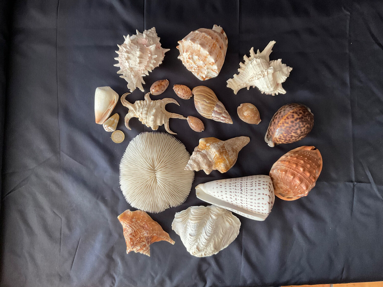 Shell Collection