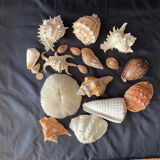 Collection coquillages