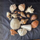 Shell Collection