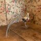 Taxidermie faisan doré naturalisé