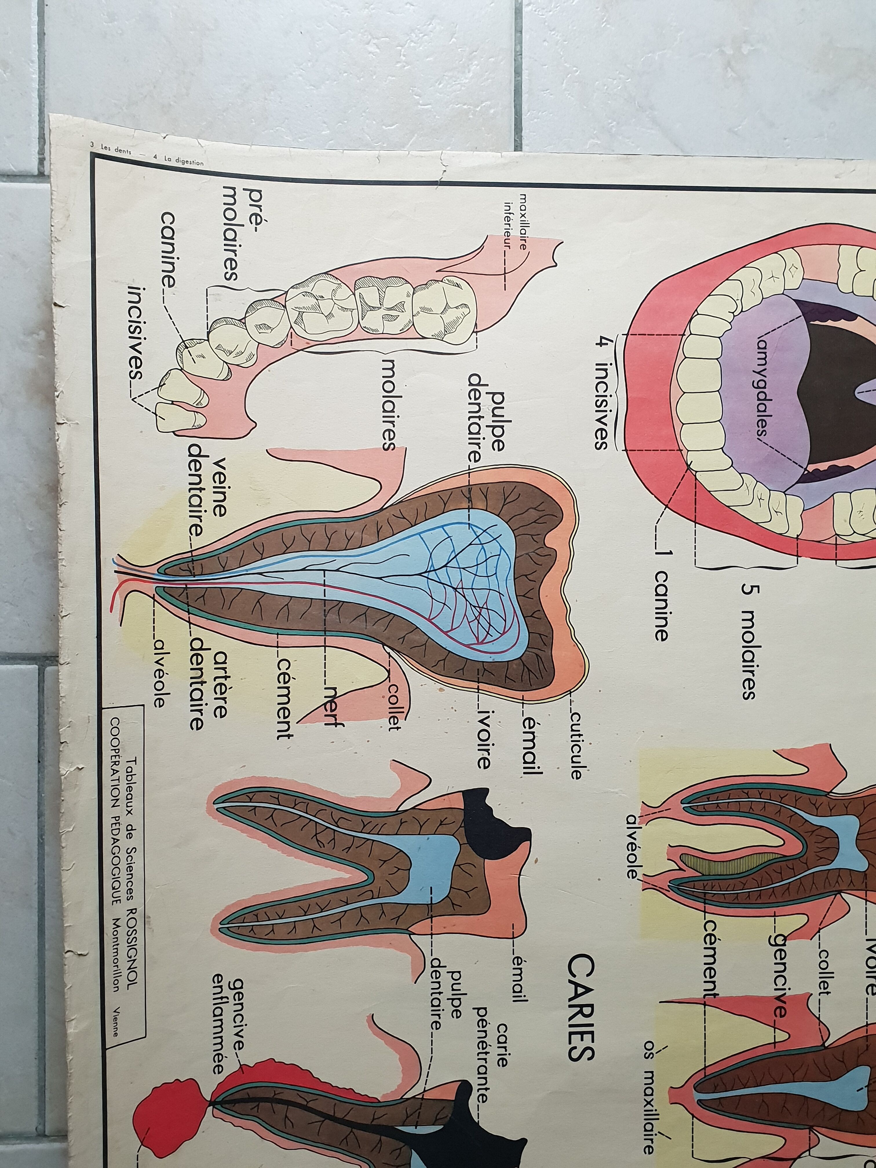 School poster Nightingale N ° 3 the teeth N ° 4 the Digestion