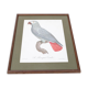 Engraving the ashy parrot of jacques barraband