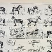 Old engraving 1898, Horses, breed, anatomy, race • Original and vintage lithograph