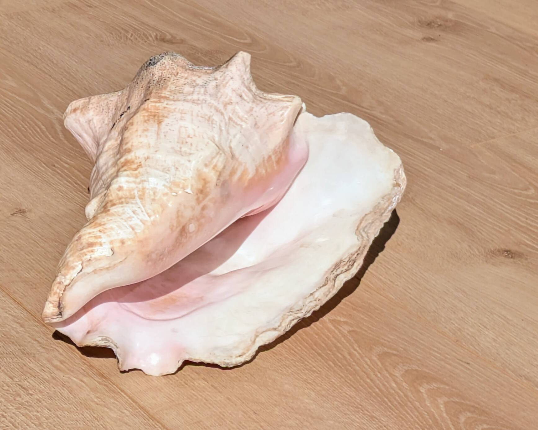 Conch Marine shell - Strombus alatus 26 cm 1.6 kg