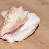 Conch Marine shell - Strombus alatus 26 cm 1.6 kg