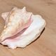 Conch Marine shell - Strombus alatus 26 cm 1.6 kg
