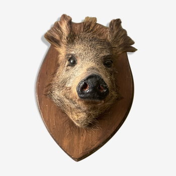 Naturalized boar head