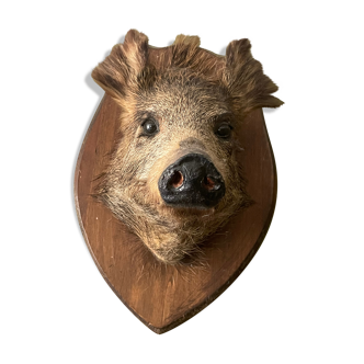 Naturalized boar head