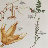 Vintage botanical plank