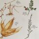 Vintage botanical plank