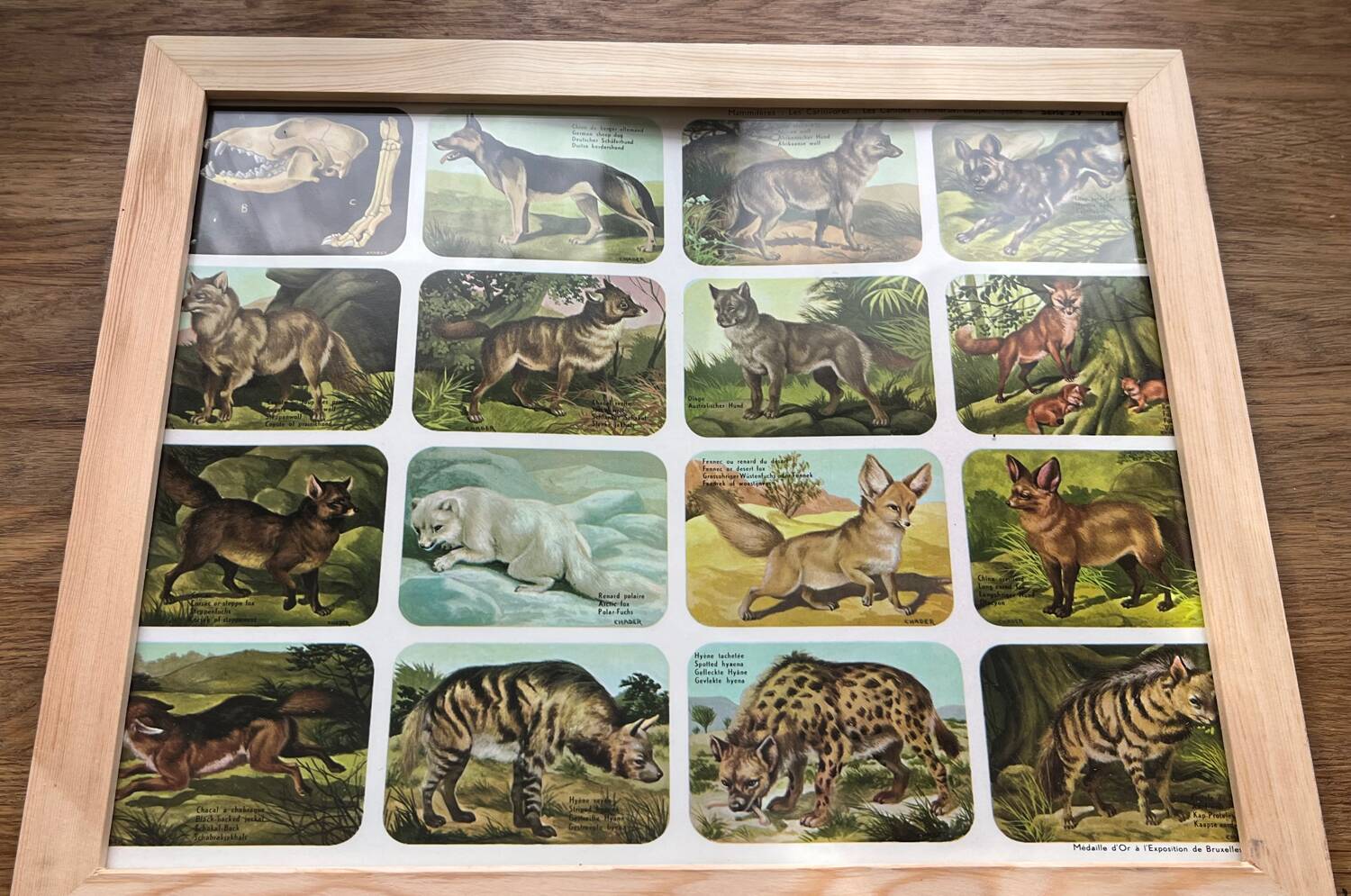 Affiche animalière ancienne