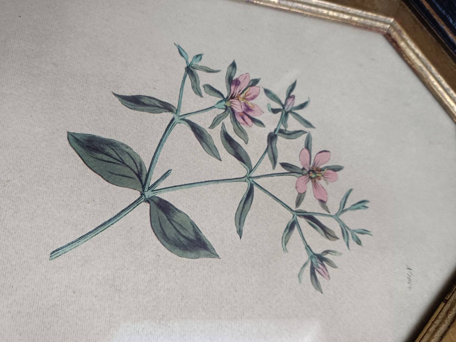 Old octagonal frame lithograph flower plant