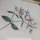 Old octagonal frame lithograph flower plant