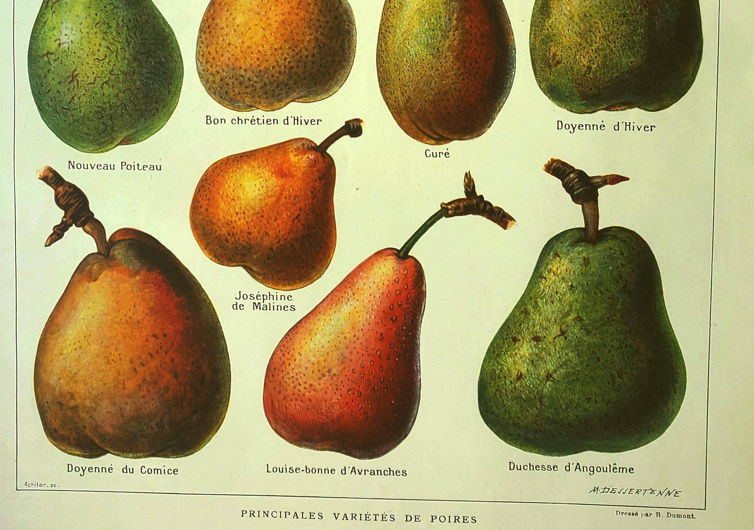 Fruit plate -1921- by Dessertenne - Orchard pear. Vintage engraving