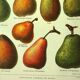 Fruit plate -1921- by Dessertenne - Orchard pear. Vintage engraving