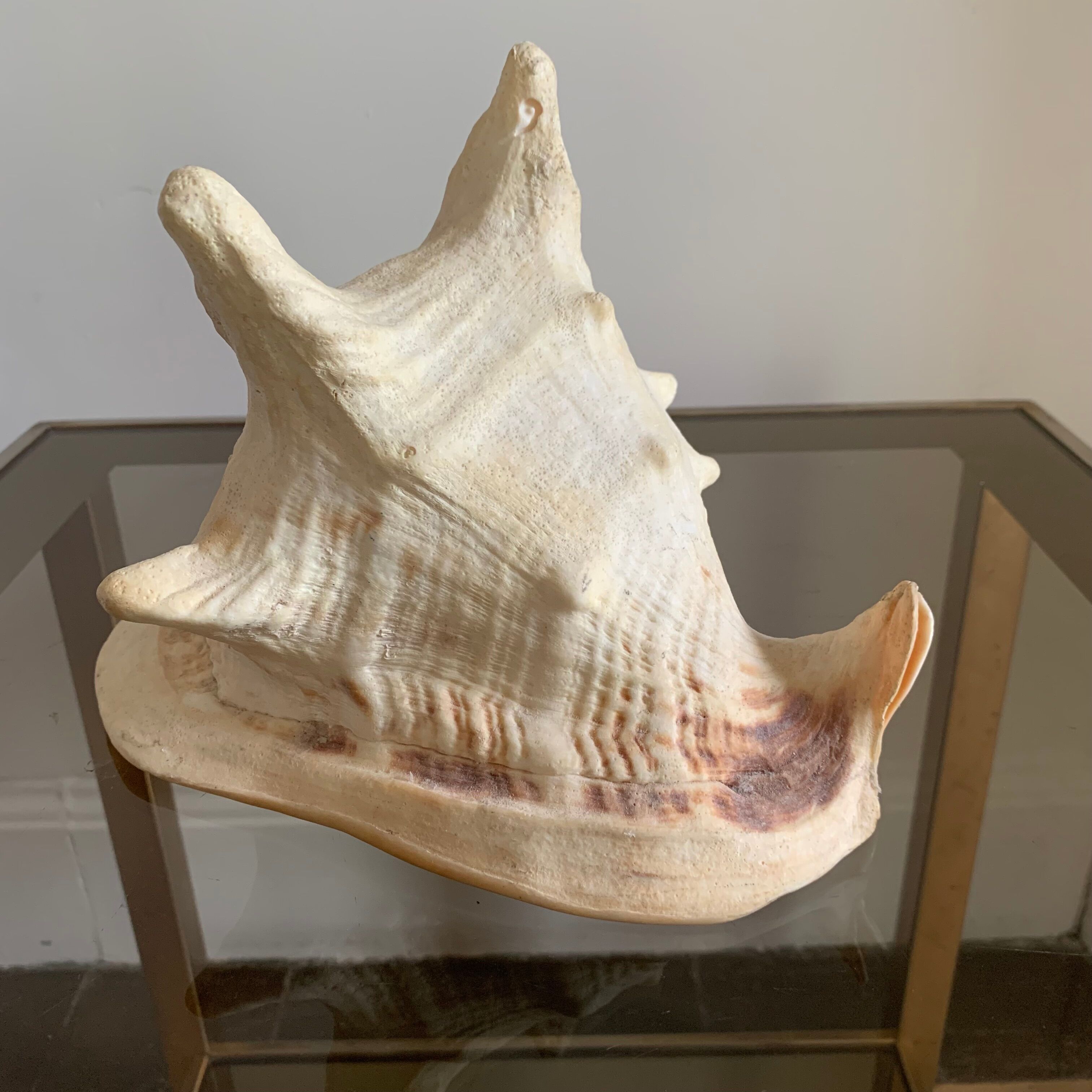 Shell horned helmet 25 cm