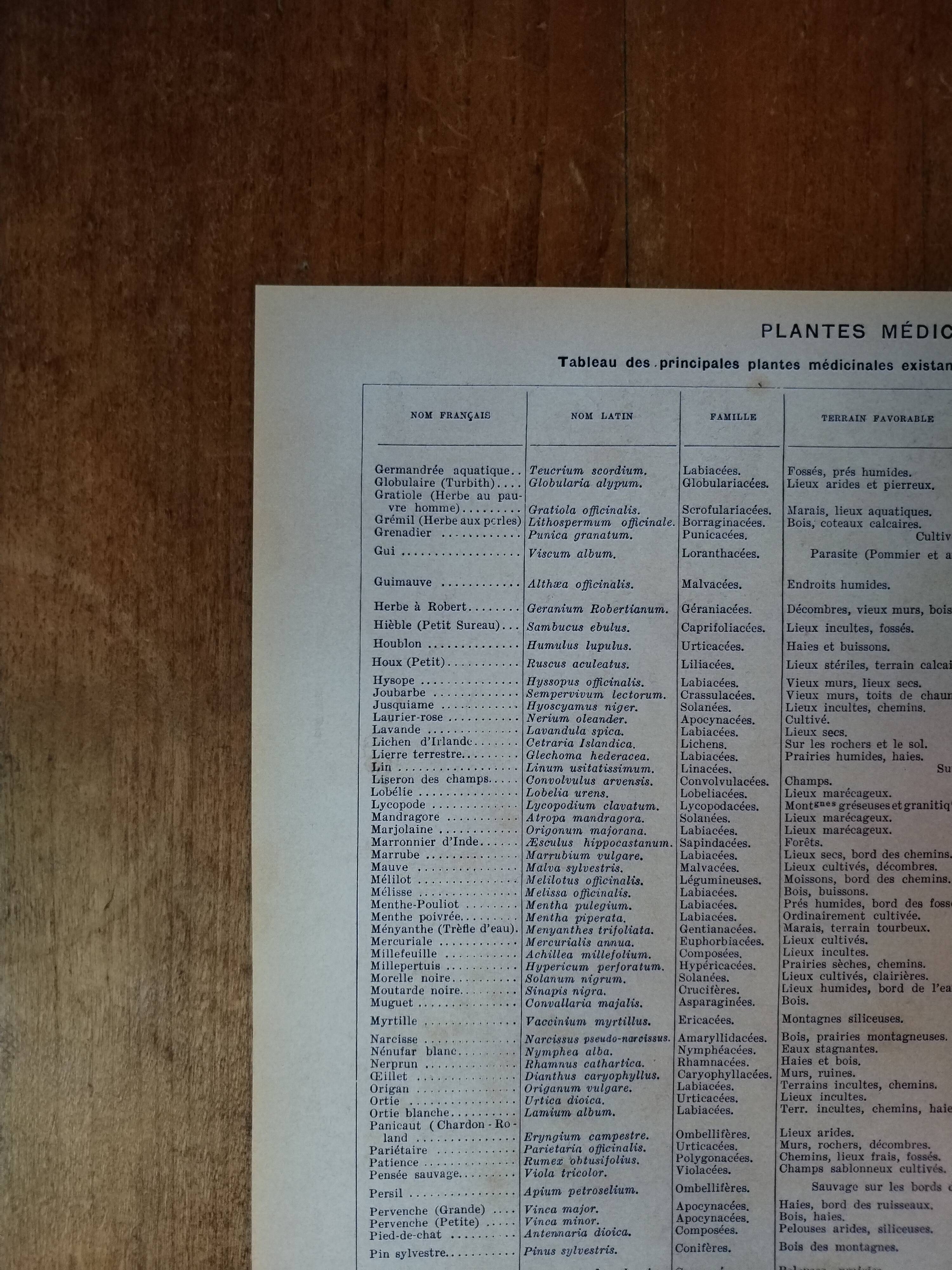 Original lithograph on medicinal plants (2)