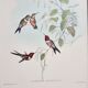 Lot de 7 chromolithographies oiseaux années 50