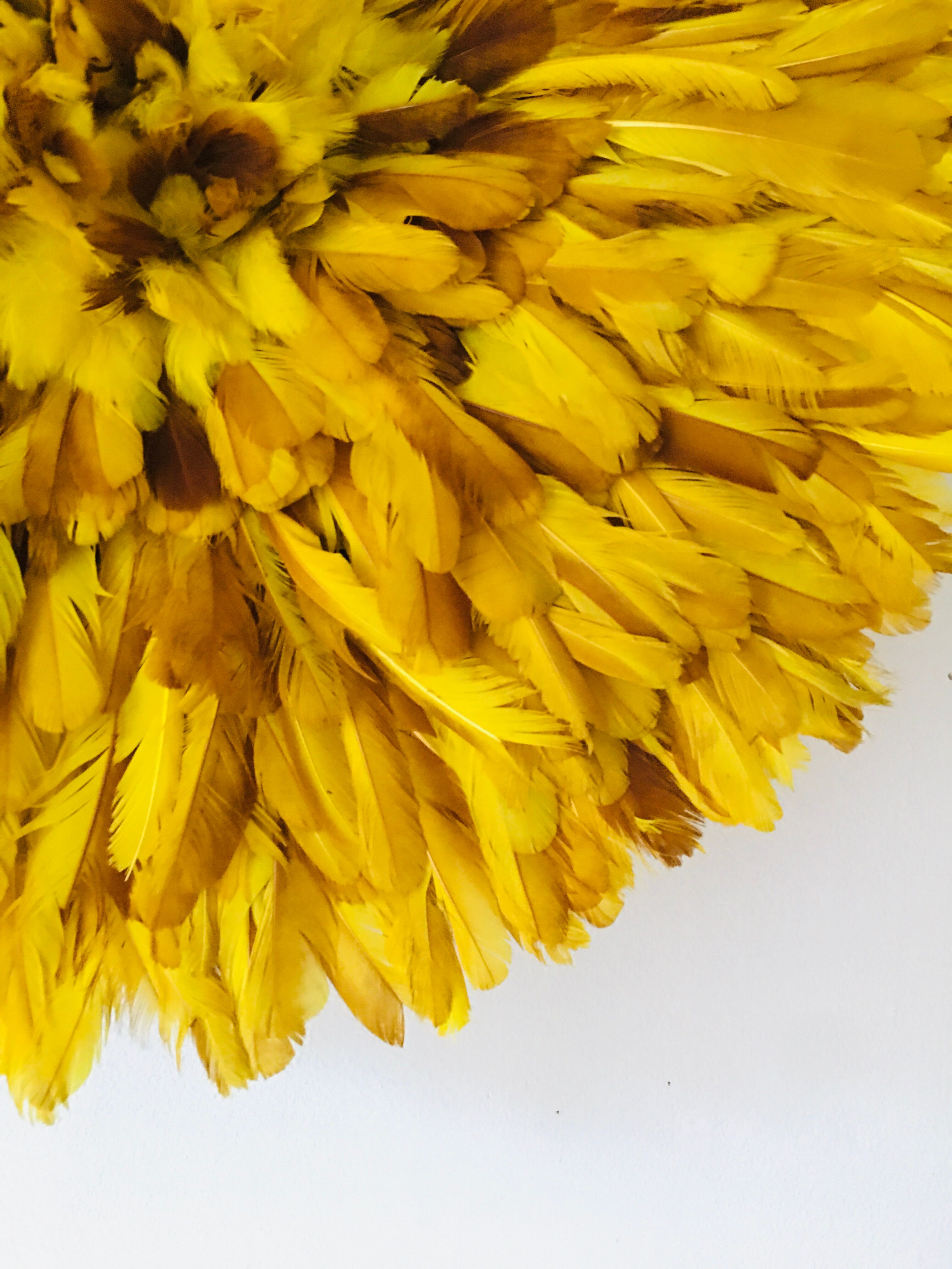 Yellow Jujuhat 55 cm