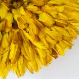 Yellow Jujuhat 55 cm