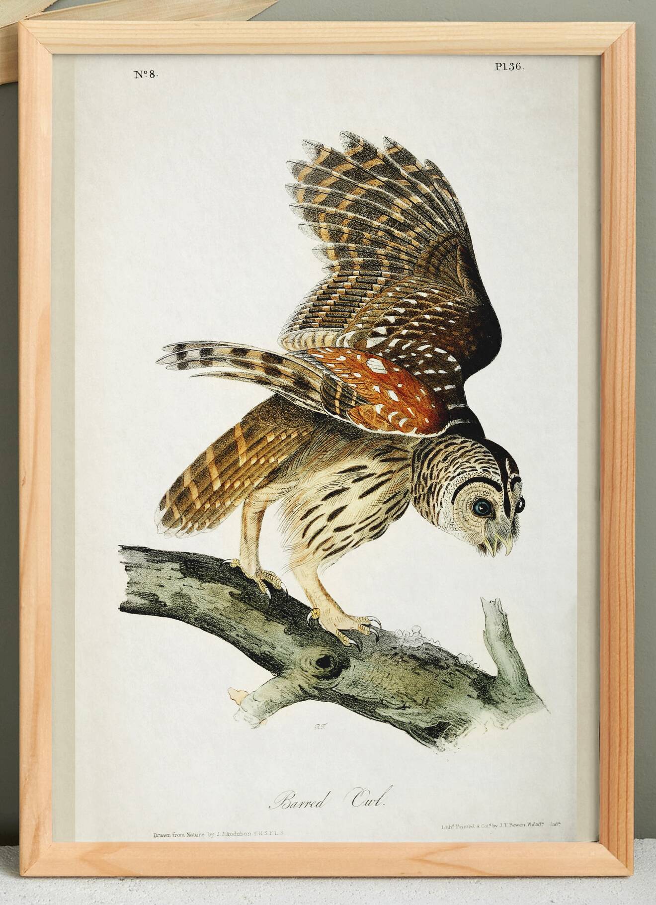 Poster about the Striped Owl, based on an old engraving from 1827.