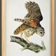 Poster about the Striped Owl, based on an old engraving from 1827.