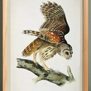 Poster about the Striped Owl, based on an old engraving from 1827.