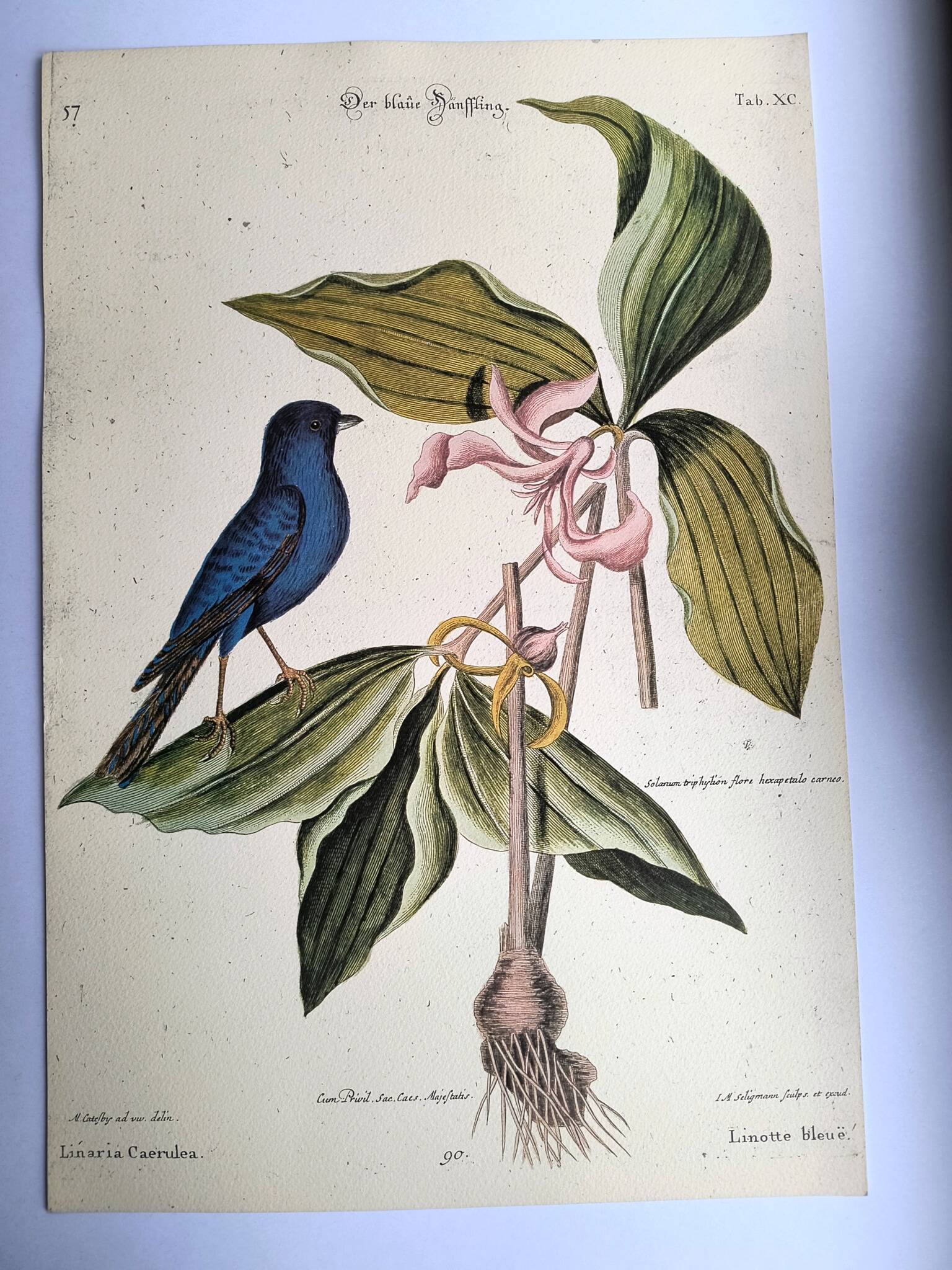 Antique bird engraving - Blue Linnet - Zoological plate by Seligmann