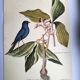 Antique bird engraving - Blue Linnet - Zoological plate by Seligmann