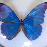 Papillon encadré morpho