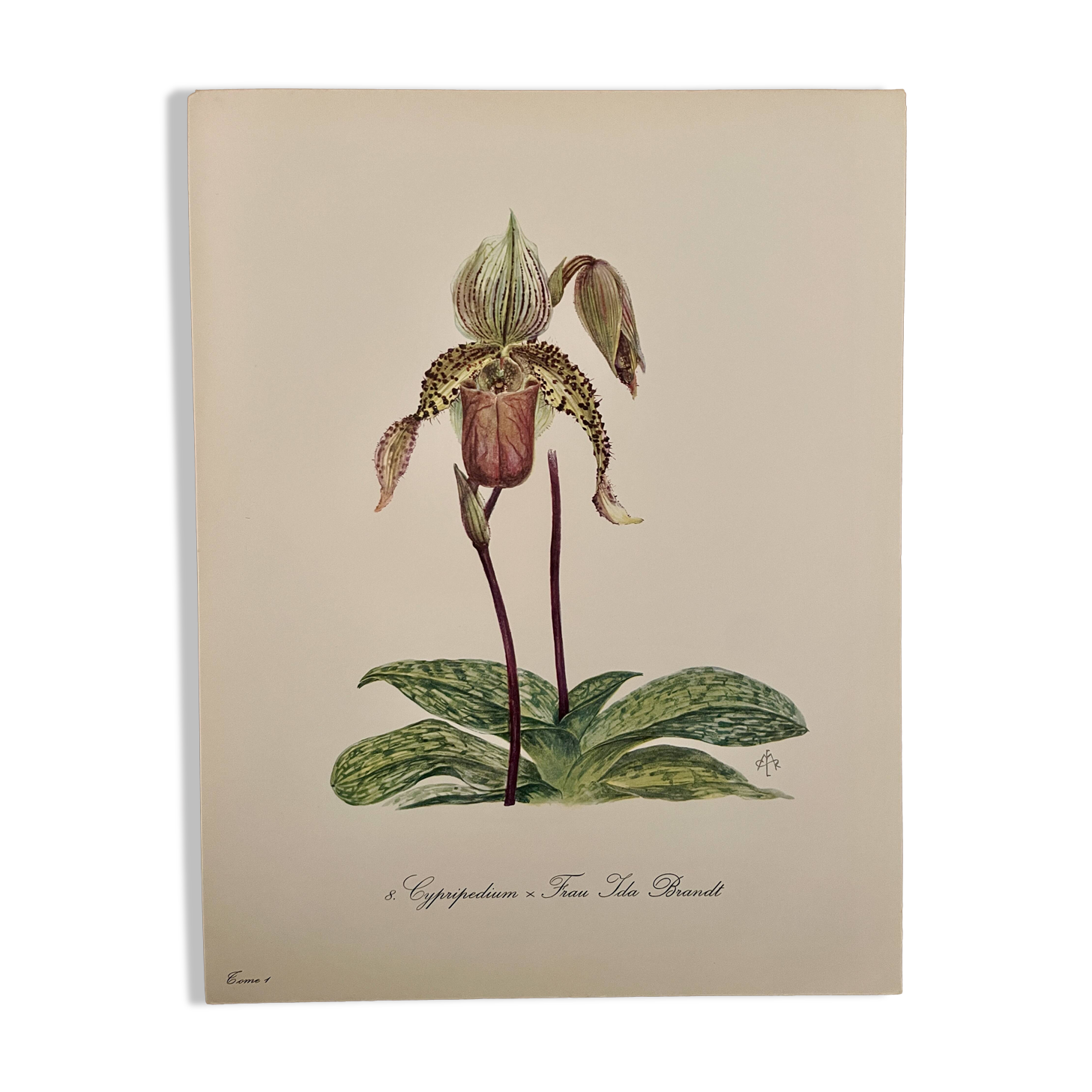 Watercolor of wild orchid flower - 1960