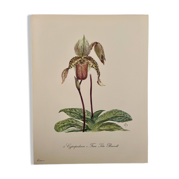 Aquarelle sur la fleur d'orchidée sauvage - 1960 — Beyit