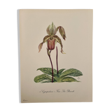 Aquarelle sur la fleur d'orchidée sauvage - 1960