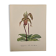 Watercolor of wild orchid flower - 1960