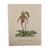 Aquarelle sur la fleur d'orchidée sauvage - 1960