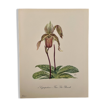 Aquarelle sur la fleur d'orchidée sauvage - 1960