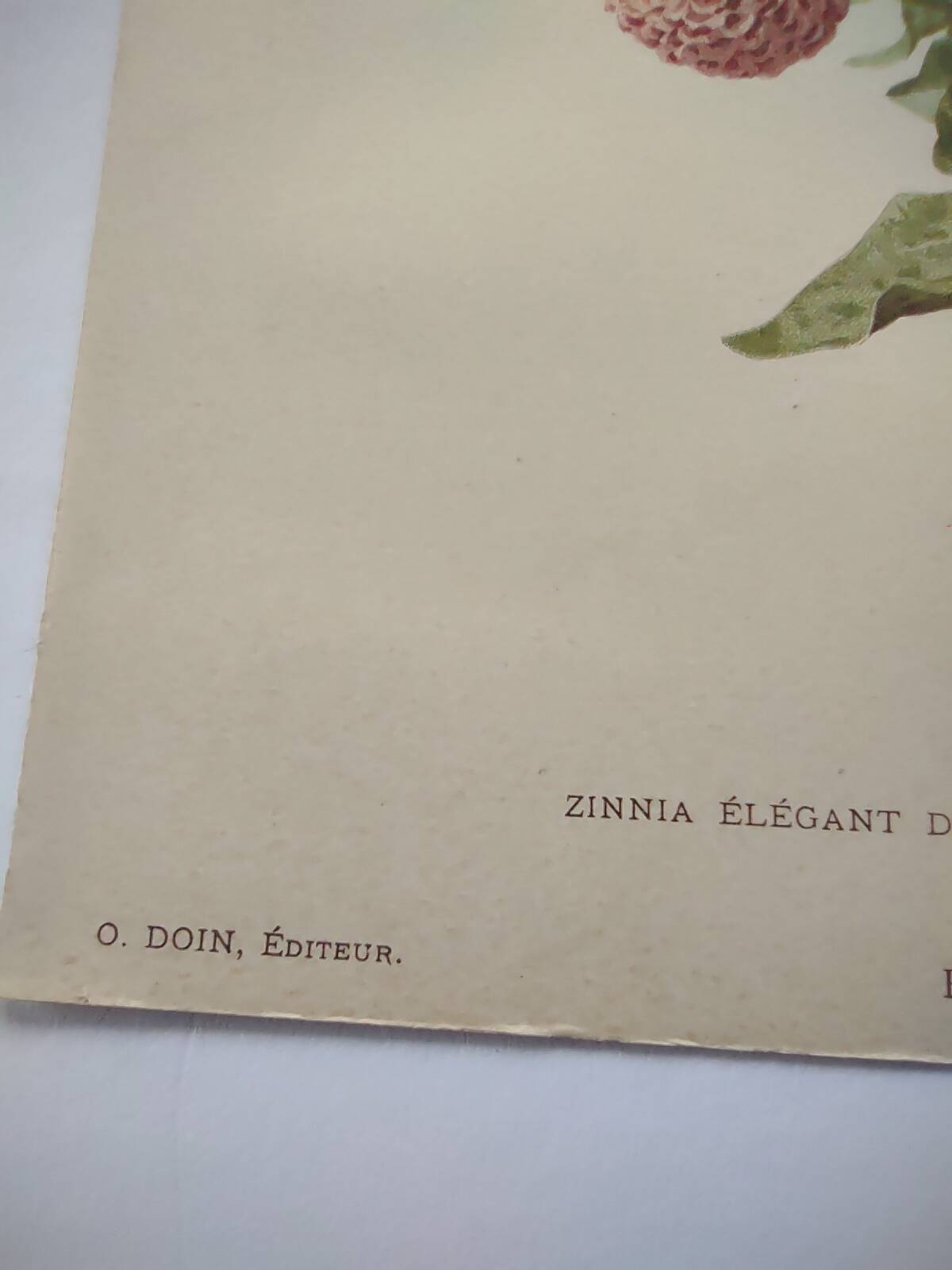Botanical engraving from 1897 - Zinnia elegant Double Lilliput Varié - Original plate, Lithograph